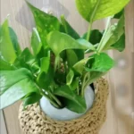 Coastal Seagrass Wall Basket - Image 3